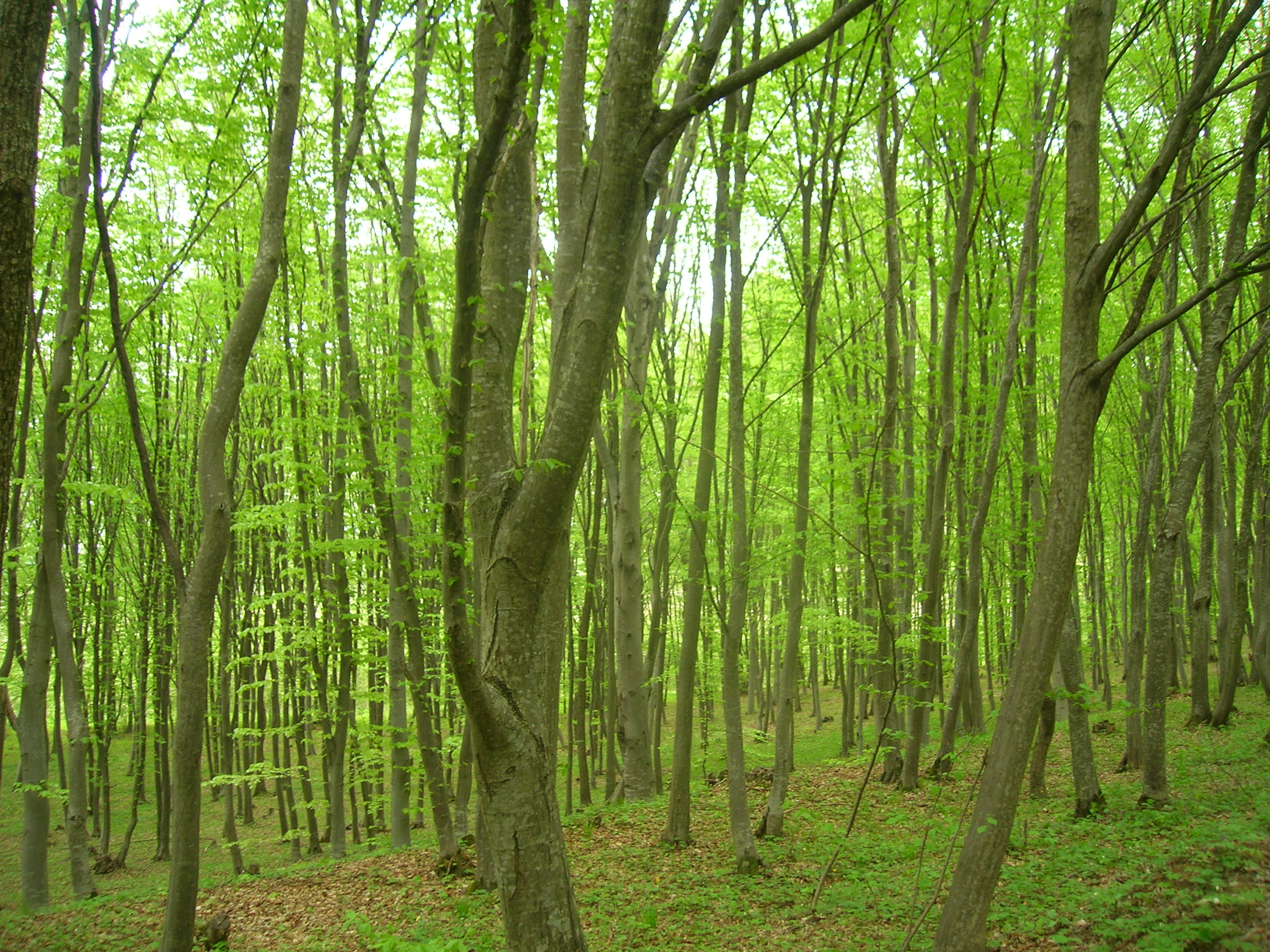 Medindo a biodiversidade. Medindo a biodiversidade